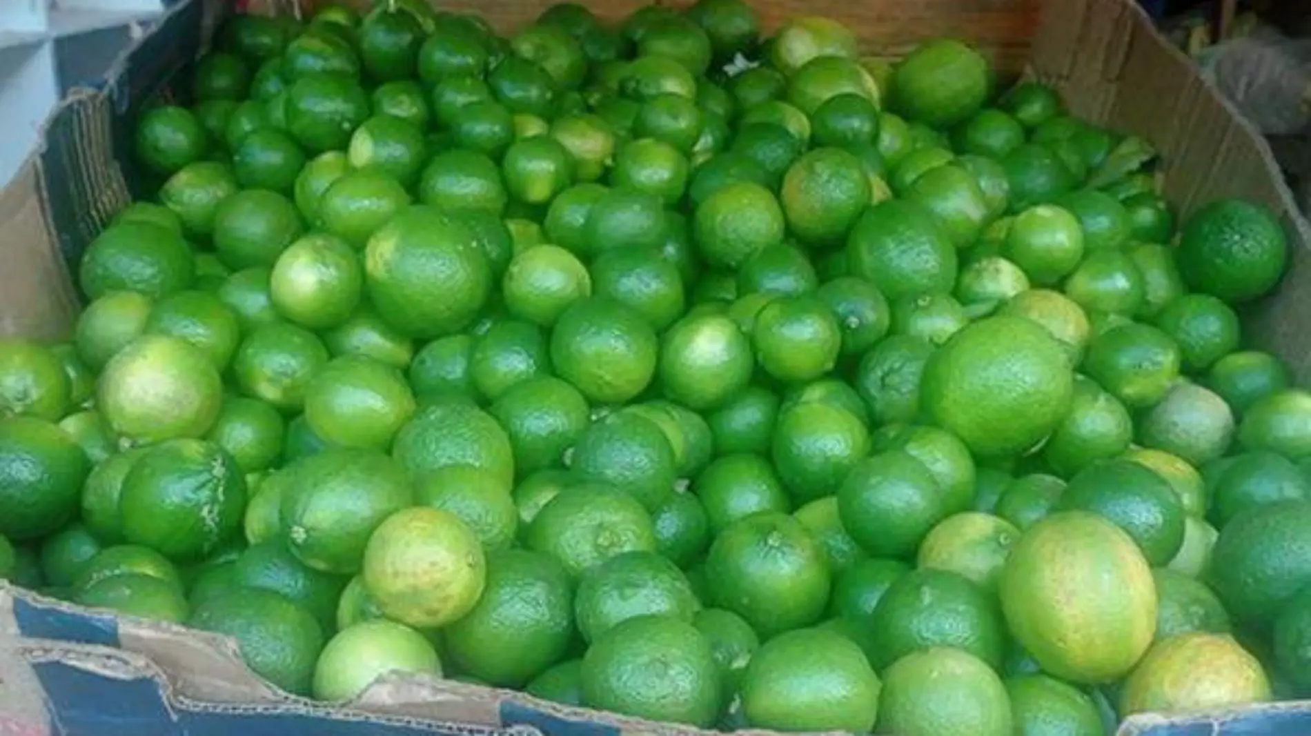 Limon3_Carlos copia